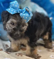 Gentle Ben, a male Yorkipoo for sale in Birch Tree, MO – 1 of 10