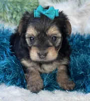 Harmony, a female Morkie for sale in Birch Tree, MO – 5 of 10