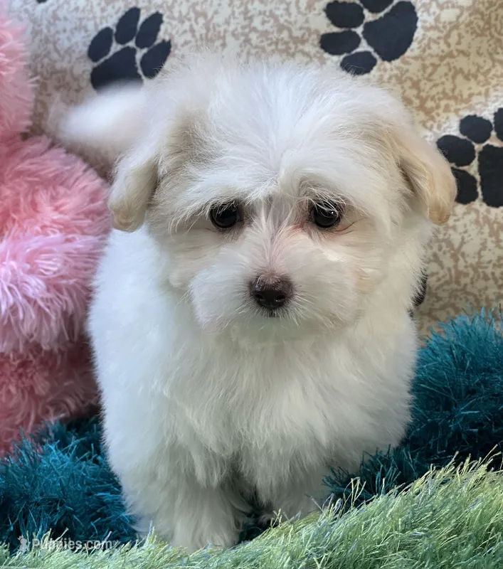 Annie – Maltipoo puppy for sale in Birch Tree, MO