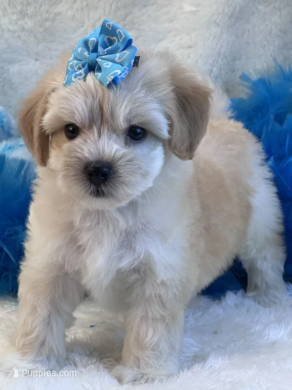 Magnum – Maltipoo puppy for sale in Birch Tree, MO
