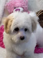 Skittles , a female Maltipoo for sale in Birch Tree, MO – 6 of 10