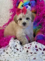 Twinkles, a female Maltipoo for sale in Birch Tree, MO – 10 of 10