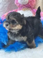 Anna Leigh, a female Morkie for sale in Birch Tree, MO – 5 of 7