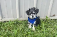 Taco , a male Morkie for sale in Birch Tree, MO – 5 of 6
