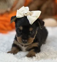 Blossom, a female Morkie for sale in Birch Tree, MO – 4 of 10