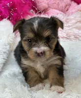 Claire, a female Morkie for sale in Birch Tree, MO – 7 of 10