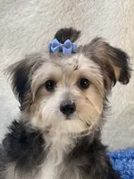 Festus, a male Morkie for sale in Birch Tree, MO – 6 of 10