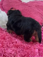 Ivy, a female Morkie for sale in Birch Tree, MO – 6 of 9