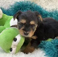 Bojangles, a male Morkie for sale in Birch Tree, MO – 4 of 10