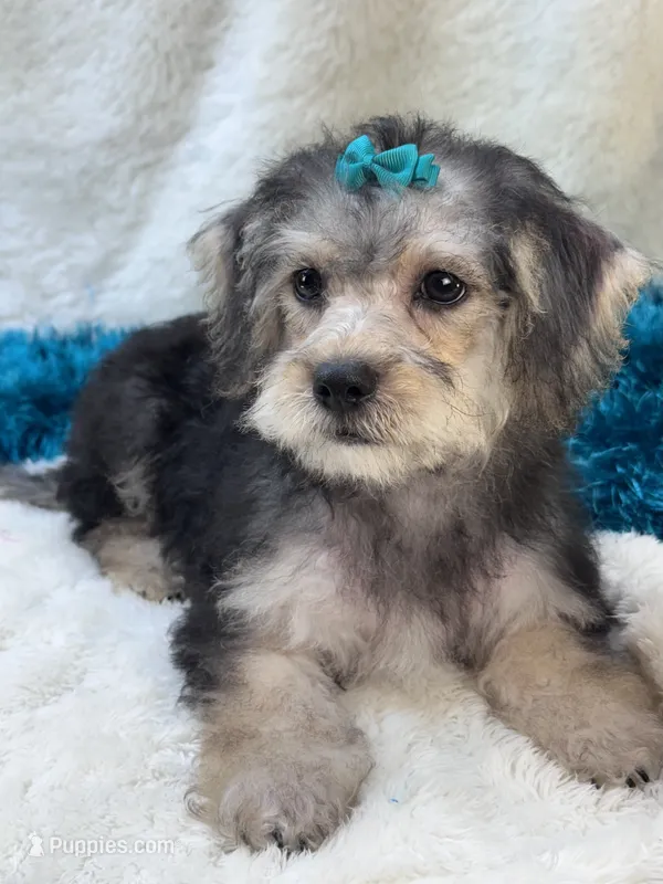 Dylan, a male Morkie for sale in Birch Tree, MO – 1 of 10
