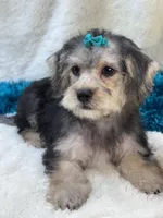 Dylan, a male Morkie for sale in Birch Tree, MO – 1 of 10