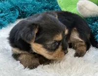 Bojangles, a male Morkie for sale in Birch Tree, MO – 5 of 10