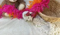 Marshmallow , a female Morkie for sale in Birch Tree, MO – 2 of 5