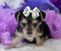 Melody, a female Morkie for sale in Birch Tree, MO – 5 of 10