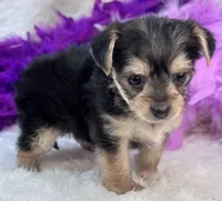 Melody, a female Morkie for sale in Birch Tree, MO – 2 of 10