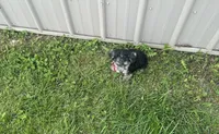 Biscuit , a male Morkie for sale in Birch Tree, MO – 5 of 5