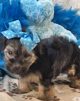Gentle Ben, a male Yorkipoo for sale in Birch Tree, MO – 4 of 10