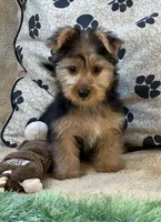 Silas, a male Morkie for sale in Birch Tree, MO – 9 of 10
