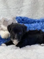 Twiggy, a male Yorkipoo for sale in Birch Tree, MO – 7 of 9
