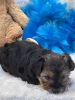 Tonka, a male Yorkipoo for sale in Birch Tree, MO – 3 of 10