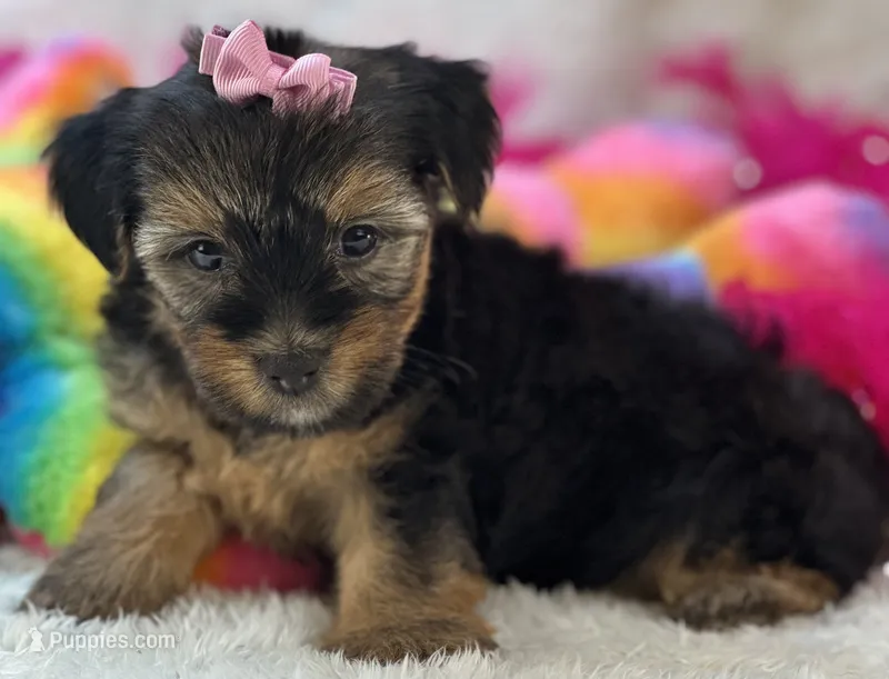 Sadie Mae – Yorkipoo puppy for sale in Birch Tree, MO
