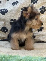 Silas, a male Morkie for sale in Birch Tree, MO – 10 of 10