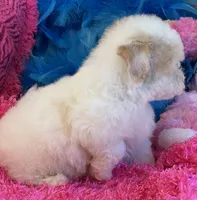 Butter Rose, a female Maltipoo for sale in Birch Tree, MO – 9 of 10