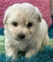 Lady   Bug , a female Maltipoo for sale in Birch Tree, MO – 2 of 10