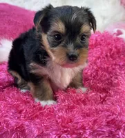 Ivy, a female Morkie for sale in Birch Tree, MO – 7 of 9