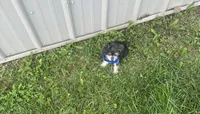 Taco , a male Morkie for sale in Birch Tree, MO – 6 of 6