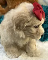 Freddy, a male Maltipoo for sale in Birch Tree, MO – 5 of 10