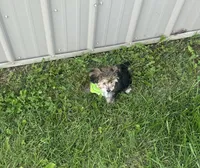 Titus , a male Morkie for sale in Birch Tree, MO – 4 of 6
