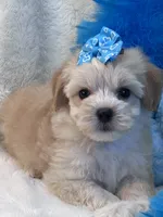 Magnum, a female Maltipoo for sale in Birch Tree, MO – 5 of 9