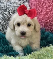 Honey Dew, a female Maltipoo for sale in Birch Tree, MO – 10 of 10