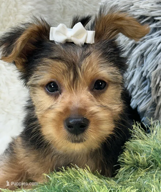 Gator – Morkie puppy for sale in Birch Tree, MO