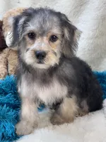 Dylan, a male Morkie for sale in Birch Tree, MO – 6 of 10