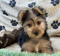 Silas, a male Morkie for sale in Birch Tree, MO – 5 of 10