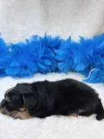 Banjo, a male Morkie for sale in Birch Tree, MO – 9 of 10