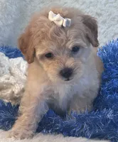 Chucky, a male Maltipoo for sale in Birch Tree, MO – 1 of 10