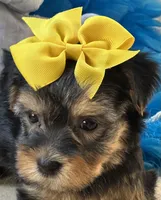 Sweet Winston, a male Yorkipoo for sale in Birch Tree, MO – 6 of 10