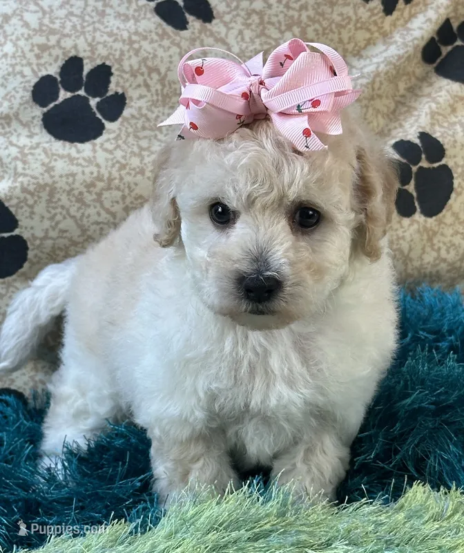 Zoomer – Bichpoo puppy for sale in Birch Tree, MO