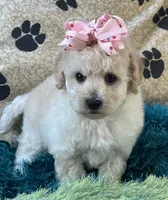 Zoomer, a female Bichpoo for sale in Birch Tree, MO – 1 of 10
