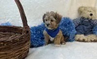 Kobe, a male Shorkie for sale in Birch Tree, MO – Photo 2 of 5