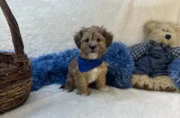 Kobe, a male Shorkie for sale in Birch Tree, MO – Photo 3 of 5