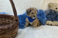 Kobe, a male Shorkie for sale in Birch Tree, MO – Photo 4 of 5