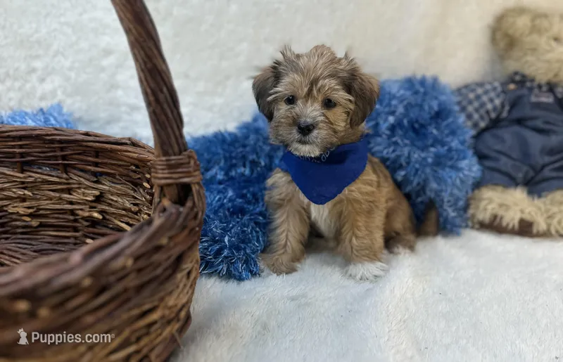 Kobe – Shorkie puppy for sale in Birch Tree, MO