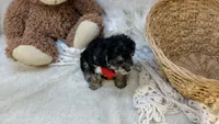 Biscuit , a male Morkie for sale in Birch Tree, MO – 2 of 5