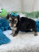 Harmony, a female Morkie for sale in Birch Tree, MO – 2 of 10