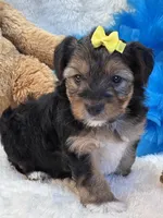 Tonka, a male Yorkipoo for sale in Birch Tree, MO – 1 of 10