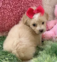 Mela, a female Maltipoo for sale in Birch Tree, MO – 2 of 7